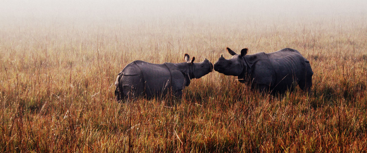 Assam - Wildlife